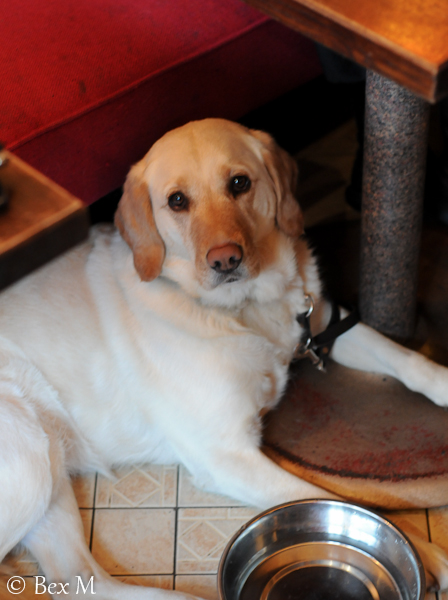 Cassie, Ruby's beautiful guide dog, looking hopeful for crumbs